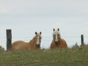 Blick herab zum Gothensee: Pferdekoppel auf Usedom.