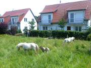 Ferienwohnungen Alter Schulgarten: Ponys auf der Wiese.