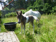 Ponyfohlen im Garten der Ferienwohnungen Alter Schulgarten.