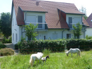 Ponys vor den Ferienwohnungen Alter Schulgarten.