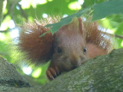 Vorsichtig beobachtend: Eichhörnchen im Steinbock-Garten.