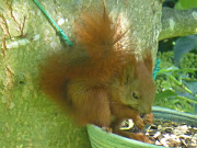 Eichhörnchen: Regelmäßiger Besucher der Steinbock-Ferienwohnungen.