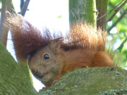 Blick von oben: Eichhrnchen im Garten der Steinbock-Ferienwohnungen.