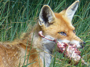 Fette Beute: Fuchs in der Mellenthiner Heide.