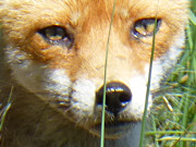 Portrait: Aufmerksam betrachtet der Fuchs seinen Fotografen.