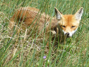 Auf der Suche nach Futter: Fuchs im Haffland der Insel Usedom.