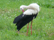 Gefiederpflege: Storch im Wiesenland zwischen Loddin und ckeritz.