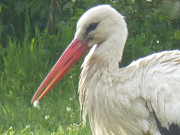 Storch im Wiesenland am Achterwasser: Diese Feder strte.