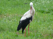 Auf Nahrungssuche: Storch nahe Loddin auf Usedom.