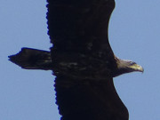 Seeadler-Population auf Usedom: Den Beobachter fest im Blick.