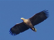 Im berflug: Seeadler in der Inselmitte Usedoms.