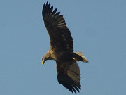 Blick auf die Beute: Ein Seeadler ber dem Achterwasser.