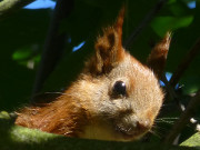 Ganz oben in der Eiche: Eichhrnchen im Steinbock-Garten.