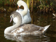 Begleitetes Schwimmen: Schwne auf dem Wolgastsee.