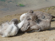 Strand am Wolgastsee: Schwanenkken ruhen.