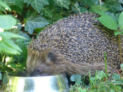 Kleine Strkung: Igel im Garten der Steinbock-Ferienwohnungen.