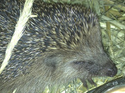 Das Futter lockt: Igel aufgerollt und hungrig.