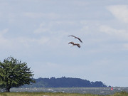 Naturpark Insel Usedom: Seeadler am Stettiner Haff.