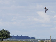 Streit um Beute: Seeadler ber dem Stettiner Haff.