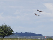 Stettiner Haff bei Neverow: Seeadler im Streit.