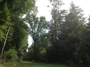 Waldweg im Zerninmoor: Im Haffland der Insel Usedom.