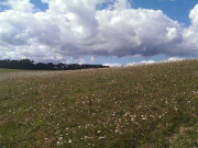 Halbinsel Loddiner Hft: Sommerwiese auf Usedom.