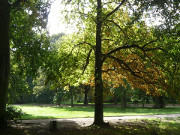 Im Kurpark des Ostseebades Swinemnde: Erste Herbstfrbung.