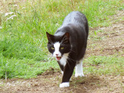 Am "Umkehrpunkt": Kater Igor will wieder nach Hause.