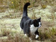 Herbstliches Dekor: Abendspaziergang mit Kater Igor.