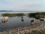 Rinderherde auf dem Loddiner Hft: Bad im Achterwasser.