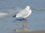 Mwe im Ostseewasser: Auf dem Sandstrand von Zempin.