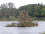 Geborsten: Weide auf der Schwaneninsel im Klpinsee.