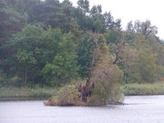 Baum auf der Schwaneninsel: Nur noch ein Torso.