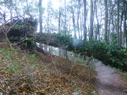 Vom Sturm umgelegt: Alte Buche auf dem Streckelsberg.