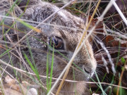 Versteckt: Junger Hase bei Quilitz auf dem Lieper Winkel.