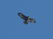 Seeadler am Himmel: Usedomer Inselmitte.