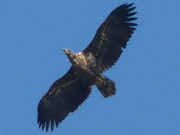 Bernsteinbad Loddin: Seeadler ber dem Loddiner Hft.