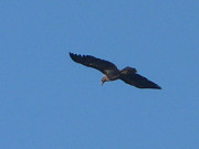 Auf der Suche nach Beute: Seeadler am Himmel ber Usedom.