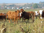 Weideland im Thurbruch: Zwischen Reetzow und Ulrichshorst.