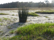 Binse am Ostseestrand: Seebad Karlshagen auf Usedom.