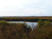 Schilf am Achterwasser: Tmpel im Schilfgrtel.