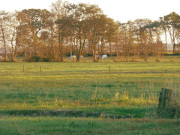 Nahe den Steinbock-Ferienwohnungen: Weiden in Richtung ckeritz.