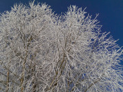 Frher Winter: Rauhreif auf allen Bumen.