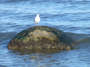 Ihre Insel: Stein im Ostseewasser.