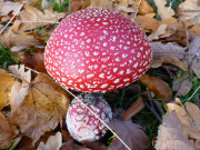 Trotz geringer Temperaturen: Fliegenpilze in Stubbenfelde.