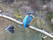 Eisvogel: Biotop Zerninmoor im Sdosten Usedoms.