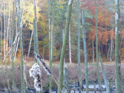 Wald, Tmpel, Schilf: Das Zerninmoor ist eine Wanderung wert.