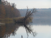 Schwaneninsel: Die Weide ist ein Opfer des letzten Sturms.