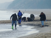 Ostseestrand von Usedom: Bernsteinsucher bei der Arbeit.