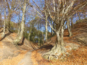 Weg zum Haff: Usedomer Haffland bei Garz.